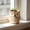 A, variant on Cute Owl Ceramic Succulent Planter, Small Animal Flower Pot for Indoor Plants & Home Decor