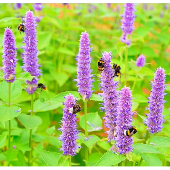 Earthcare Seeds - Hyssop Purple Giant 2000 Seeds (Agastache Rugosa) Heirloom - Open Pollinated
