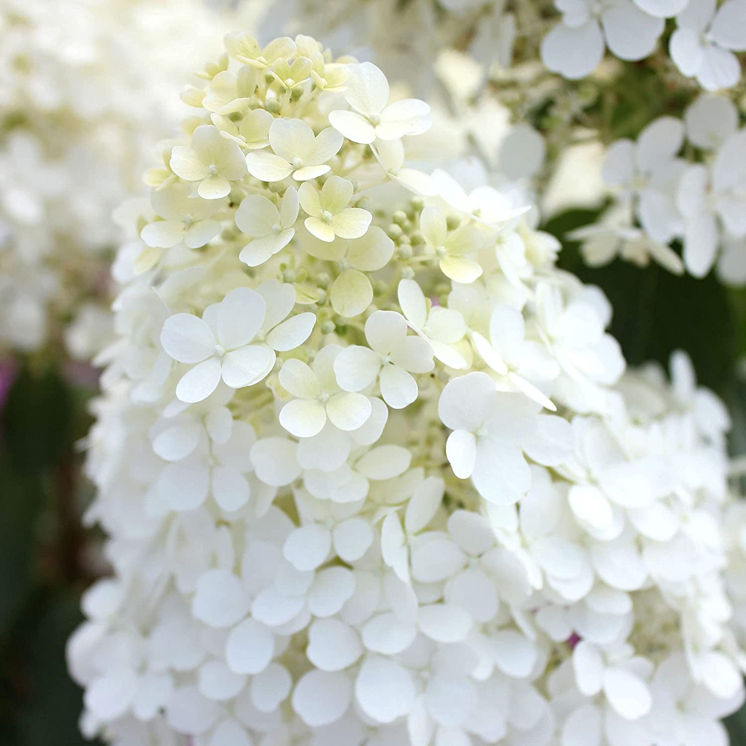 Proven Winners ColorChoice Bobo Hydrangea Live Shrub (2 Gallon)