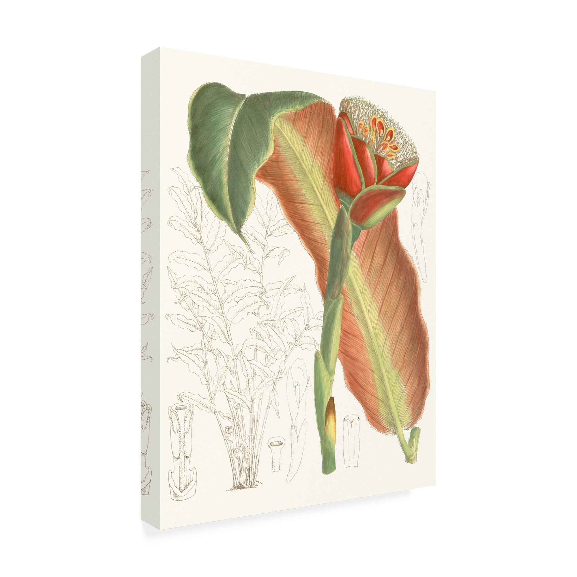 Trademark Fine Art 'Tropical Variety VII' Canvas Art by Curtis