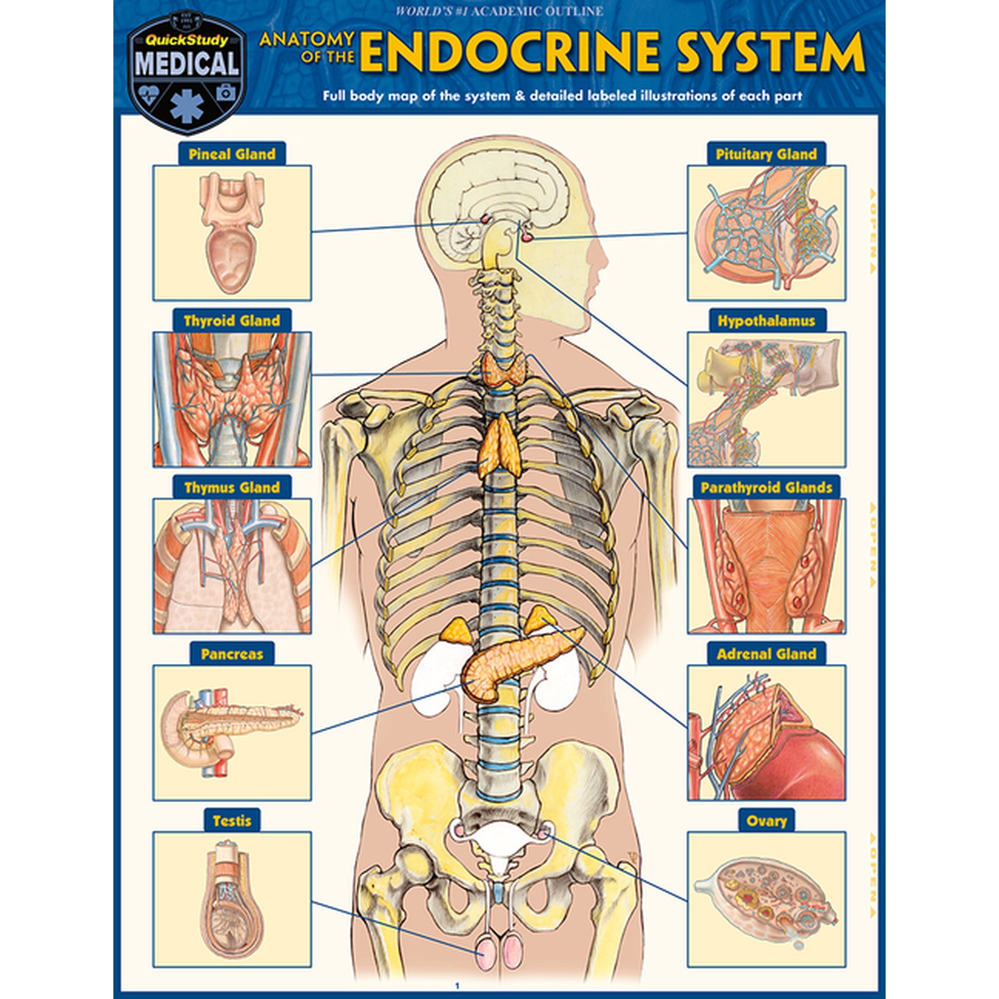 Anatomy of the Endocrine System: A Quickstudy Laminated Reference Guide, (Paperback)