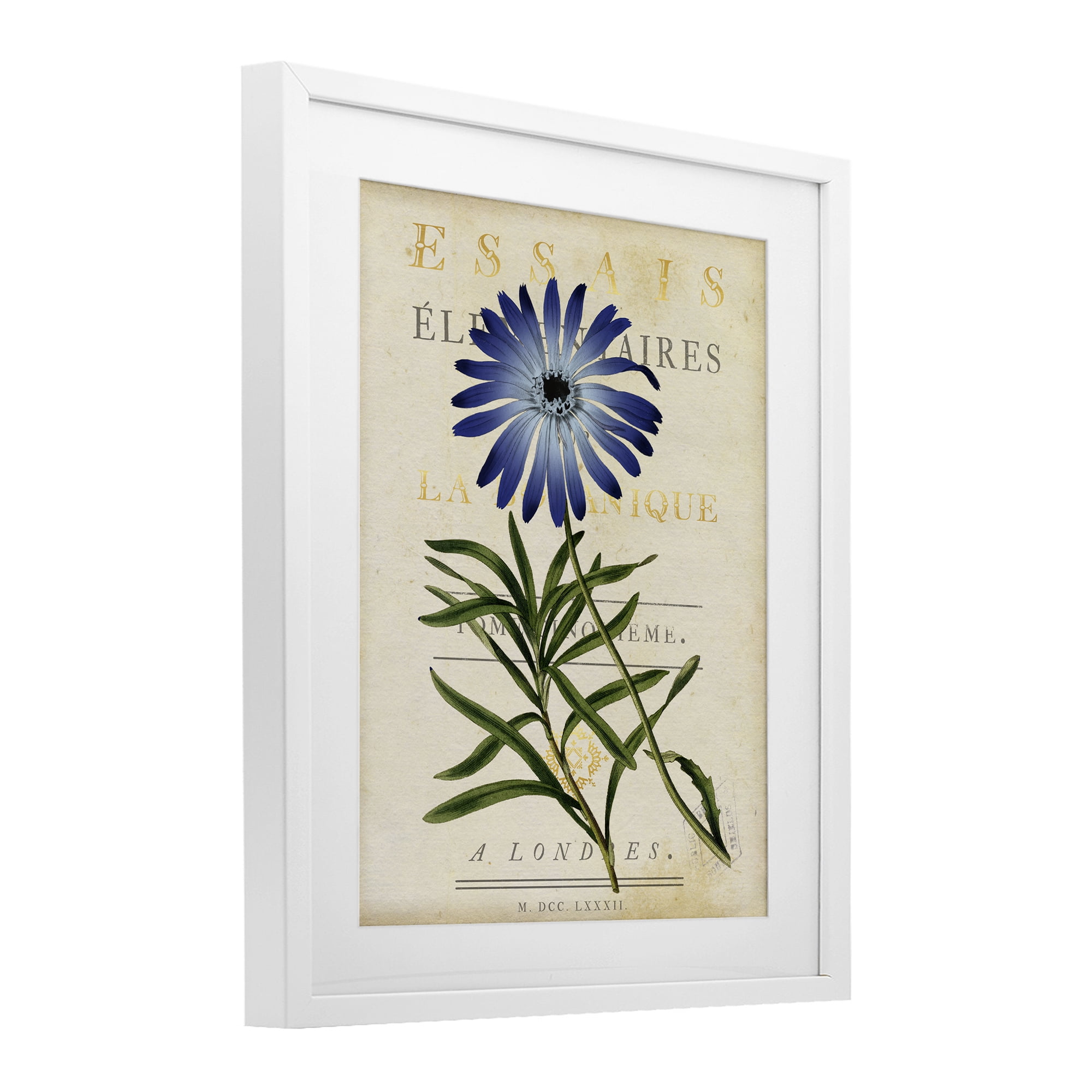 Stupell Industries Natural Botany Daisy White Framed Print Under Glass, design by Susan Arnot