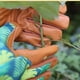 thumbnail image 5 of 1 par de guantes de jardinería para mujer, cuero de vaca, adecuados para trabajar en el jardín, transpirables y cómodos Adepaton CPB-US-DYP729, 5 of 5