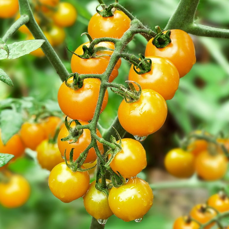 Bonnie Plants Yellow Cherry Tomato 19.3 oz. 2-Pack - Walmart.com