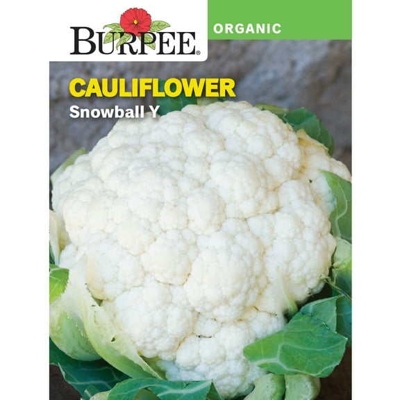 Burpee Organic Snowball Y Cauliflower Seed, Annual Vegetable, Full Sun