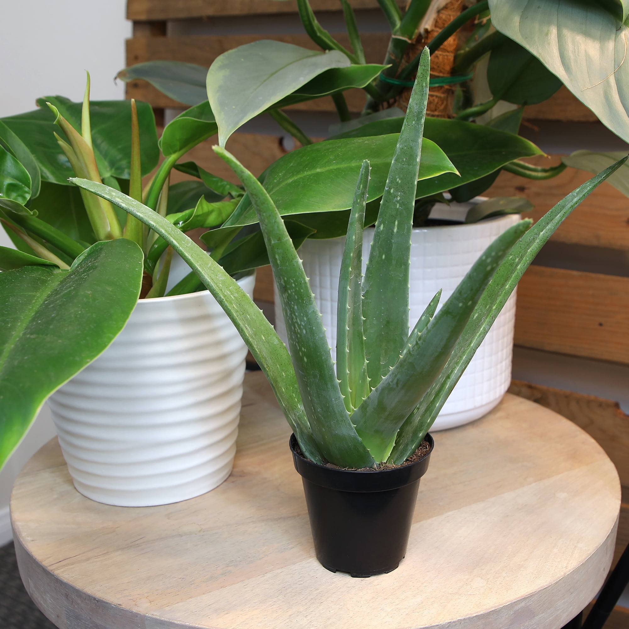 Altman Plants 10" Live Aloe Vera Plant in 3.5" Grower Pot, Easy Care  Versatile Succulent
