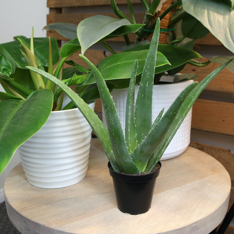 colorama dracaena plant Dracaena marginata 'Colorama' (6