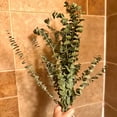 thumbnail image 5 of Fresh Eucalyptus Shower Bundle | Eucalyptus Plant | Fresh Eucalyptus | Eucalyptus Shower Bundle | Plants | Aromatherapy | Stress Relief Gift, 5 of 6