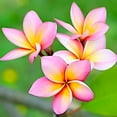 thumbnail image 2 of Nelson Plumeria Phosphorous-feeding Tropicals 5-30-5 2lb, 2 of 6