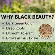 Jonathan Green Black Beauty Dense Shade Mixed Sun/Partial Shade Grass Seed 3 lb. - Case of: 1;