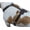 Brown, variant on Genuine Leather Dog Harness, 29"-37" Chest, 1" Wide Straps, Doberman, Pitbull, Bullterrier
