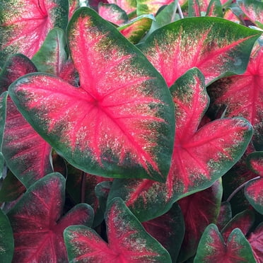 Van Zyverden Caladiums Fancy Leaf Bombshell Set of 3 Bulbs Multicolor Full Shade