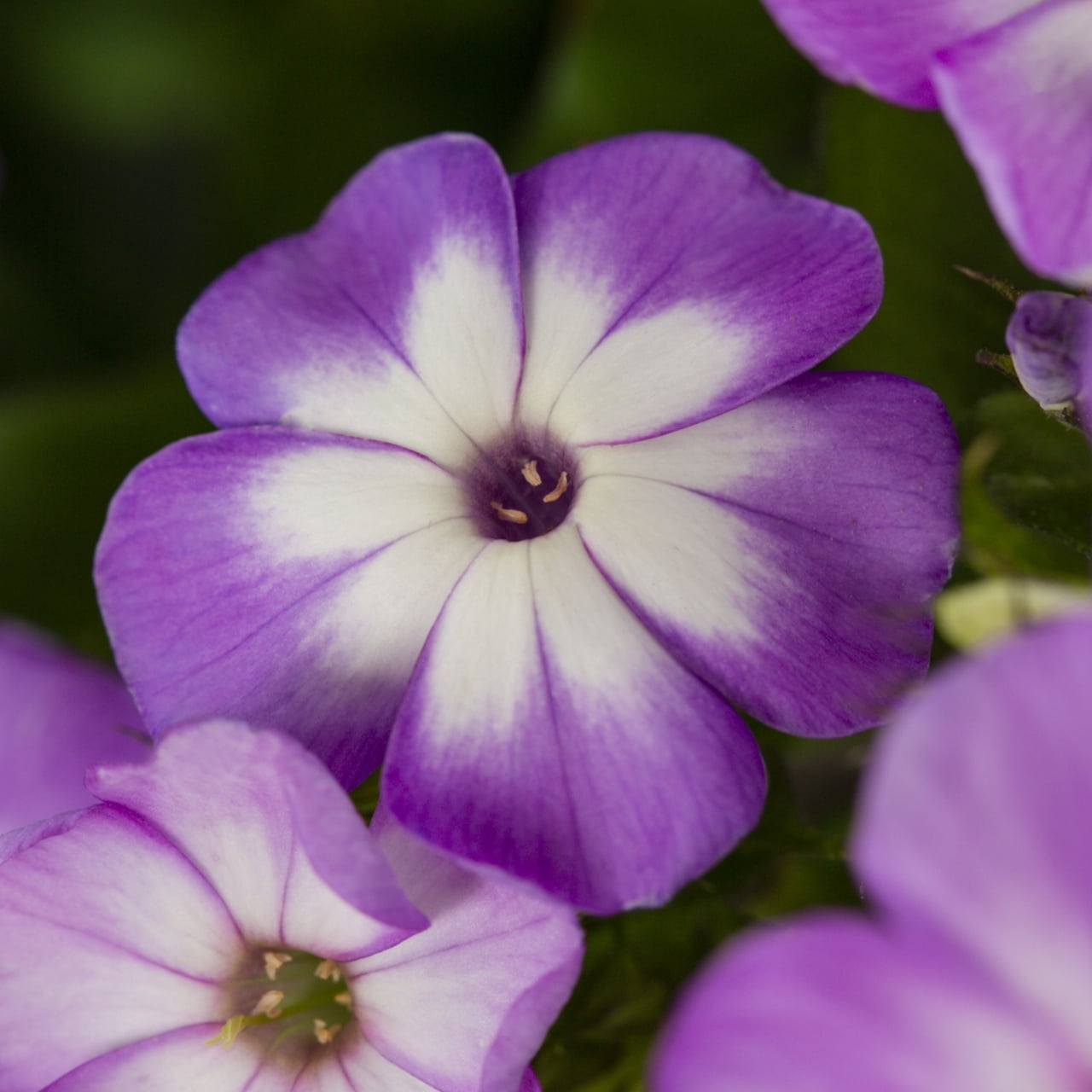 Better Homes & Gardens 2.5QT Pink Pop Phlox Live Perennial Plant Sun 3-Pack