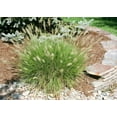 Dwarf Fountain Grass Live Plants Pennisetum Alopecuroides Hamelin