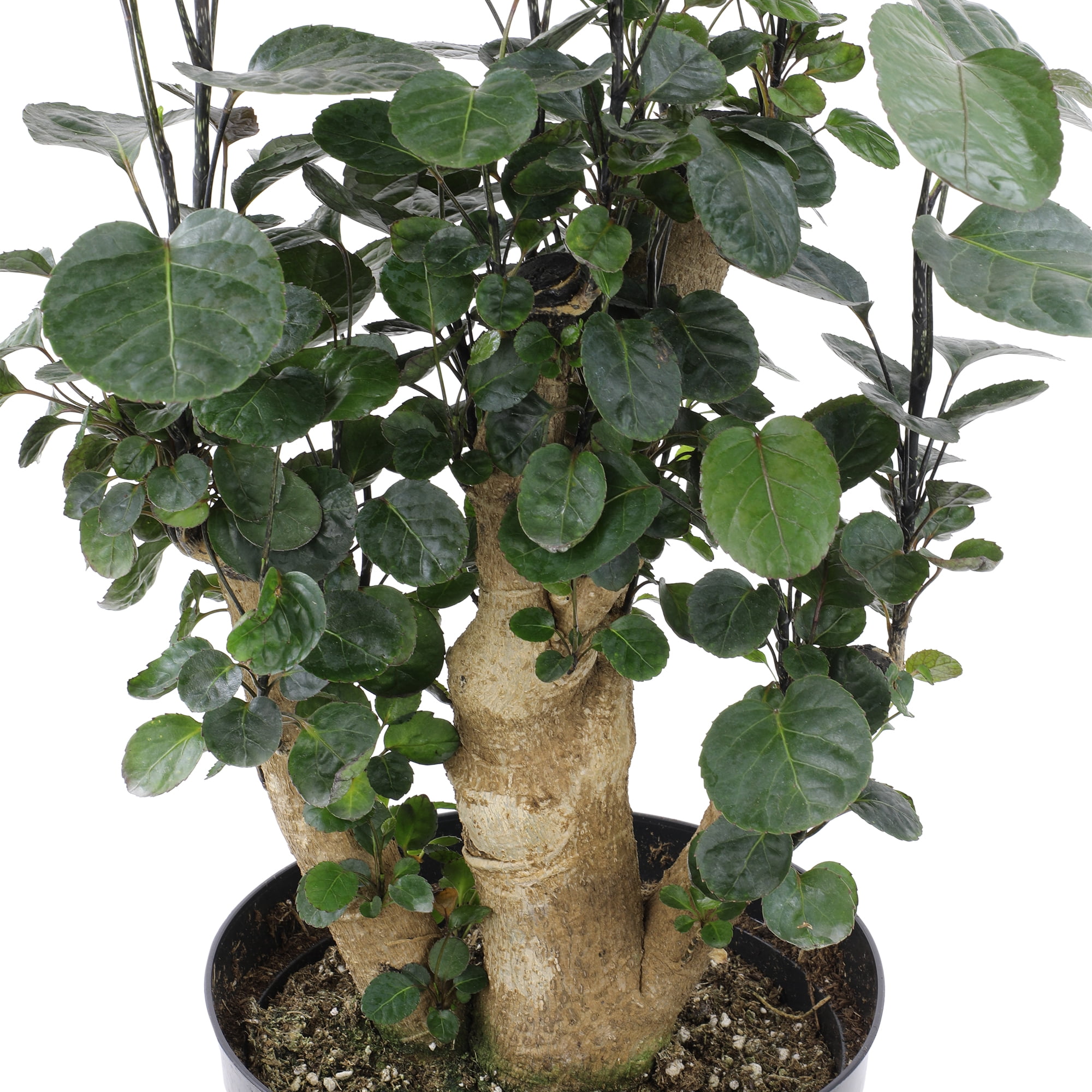 Fabian Stump Bonsai, Live Aralia | 8in Pot | Easy Houseplant, Partial Sun | Element by Altman Plants