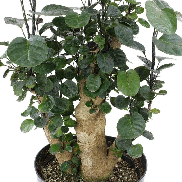 Altman Plants 8 in. Aralia Fabian Stump Live House plant in Pot