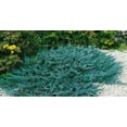 thumbnail image 5 of Juniper Blue Chip  3 Live Gallon Size Plants  Juniperus Horizontalis  Evergreen Cold Hardy Drought Tolerant Groundcover, 5 of 9