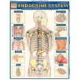 thumbnail image 4 of Endocrine System (Quick Study Academic), 4 of 4