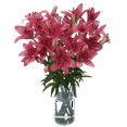 thumbnail image 3 of 20 Stems of Hot Pink Asiatic Lilies 80 Blooms- Beautiful Fresh Cut Flowers- Express Delivery, 3 of 4