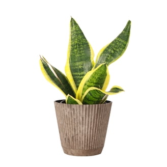 Live Variegated Snake Plant - Sansevieria Laurentii - 4" Decorative  Biodegradable Pot - Terra Cotta - Walmart.com