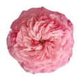thumbnail image 4 of Garden Roses 36 Stems of Light Pink Farm Direct Fresh Cut Flowers by Bloomingmore, 4 of 8