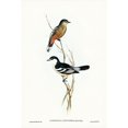thumbnail image 2 of Gould, John 17x24 Black Modern Framed Museum Art Print Titled - Black and White cuckooshrike-Campephaga leucomela, 2 of 4