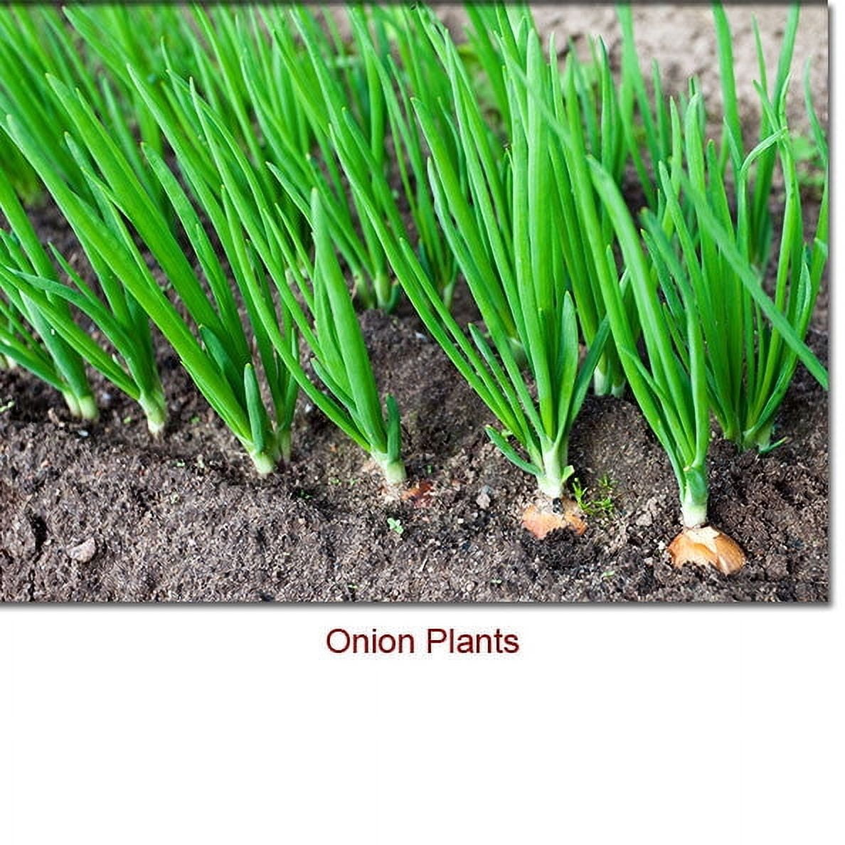 Onion Essential Oil 1 fl oz (30 ml) - 100% Pure and Natural by Silky Scents