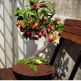 thumbnail image 3 of 50 Black Cherry Seeds Prunus Serotina MVR1&nbsp;Dwarf Cherry Tree, 3 of 3