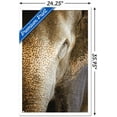 thumbnail image 3 of Beth Sheridan - Indian Elephant Wall Poster, 22.375" x 34", Framed, 3 of 3