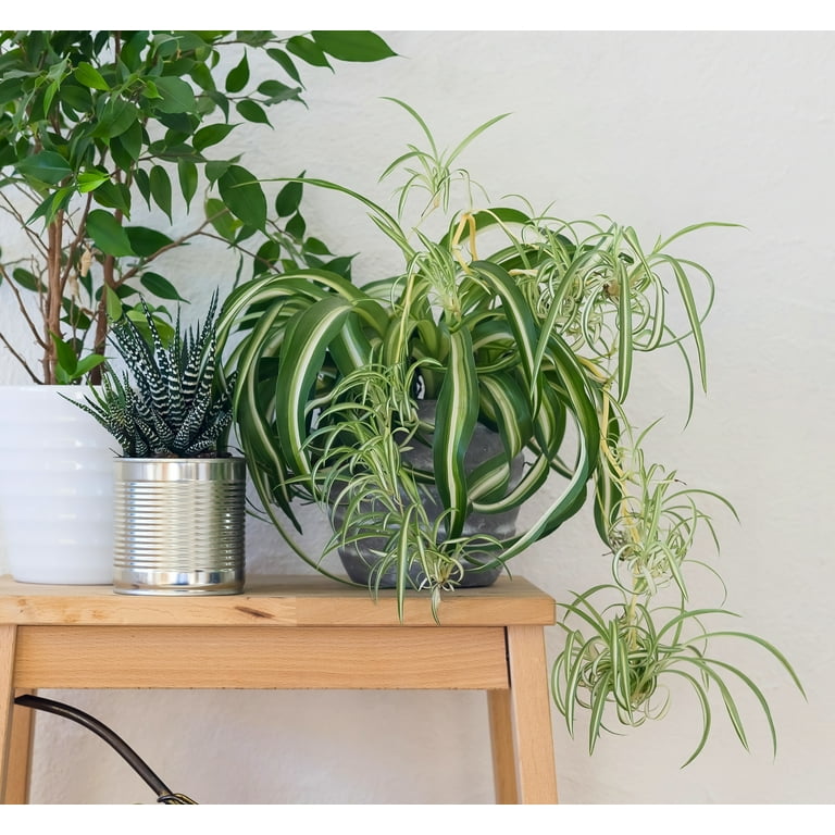 plant with purple and green leaves indoor Dark Desire Wandering Dude Plant, 3” Pot, Rare Tradescantia, Live Hous –  Jayme Garden main image 1