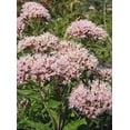 thumbnail image 2 of 20 HEMP AGRIMONY Eupatorium Cannabinum Raspberries & Cream Flower Seeds, 2 of 3