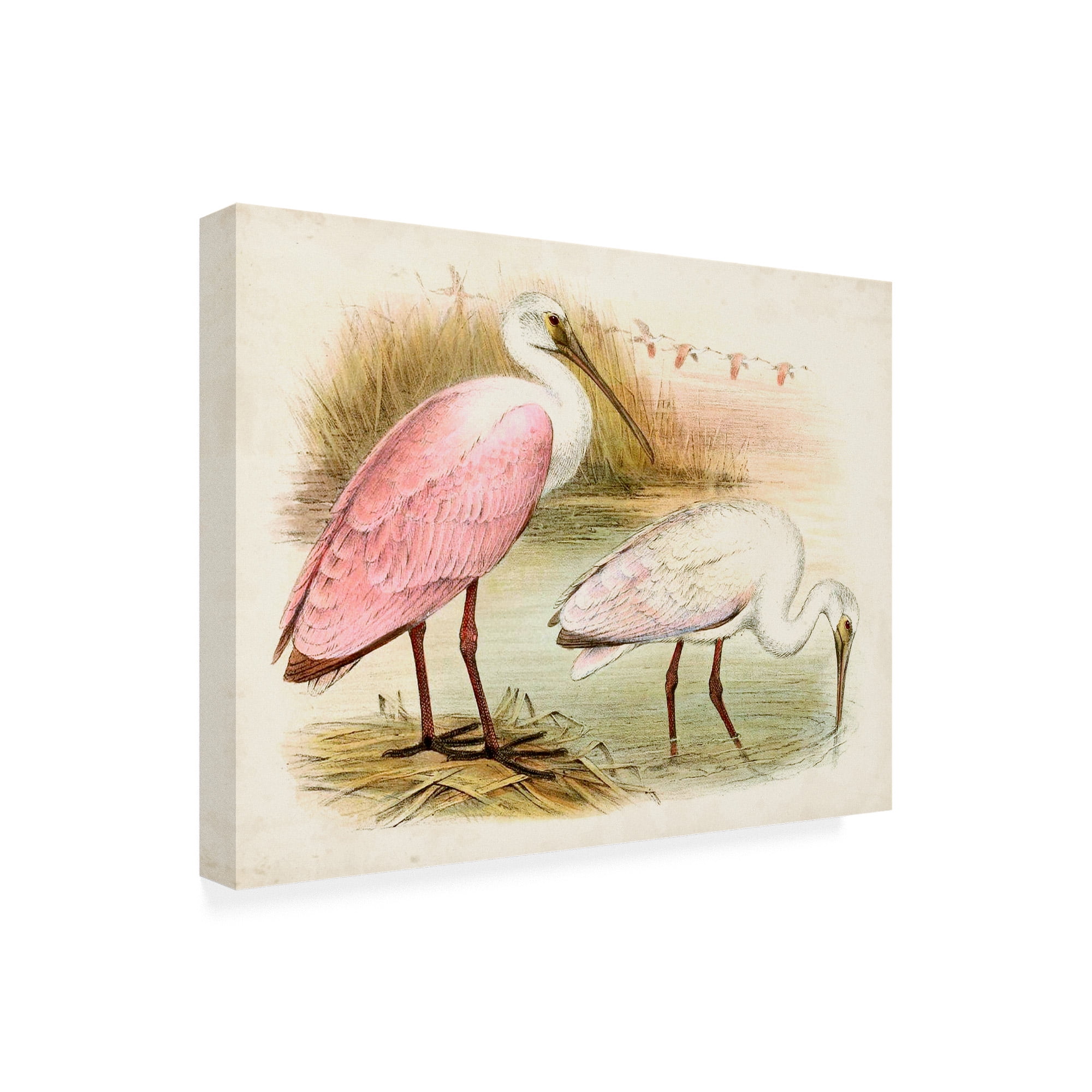 Trademark Fine Art 'Roseate Spoonbills I' Canvas Art by Unknown