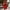 Red, variant on Sentmoon Strappy Womens Dresses Holiday Dresses for Women Casual Fashion Solid Color Mini Dresses,Fit & Flare Trendy A-line Dresses Red L Deals of the Day Clearance