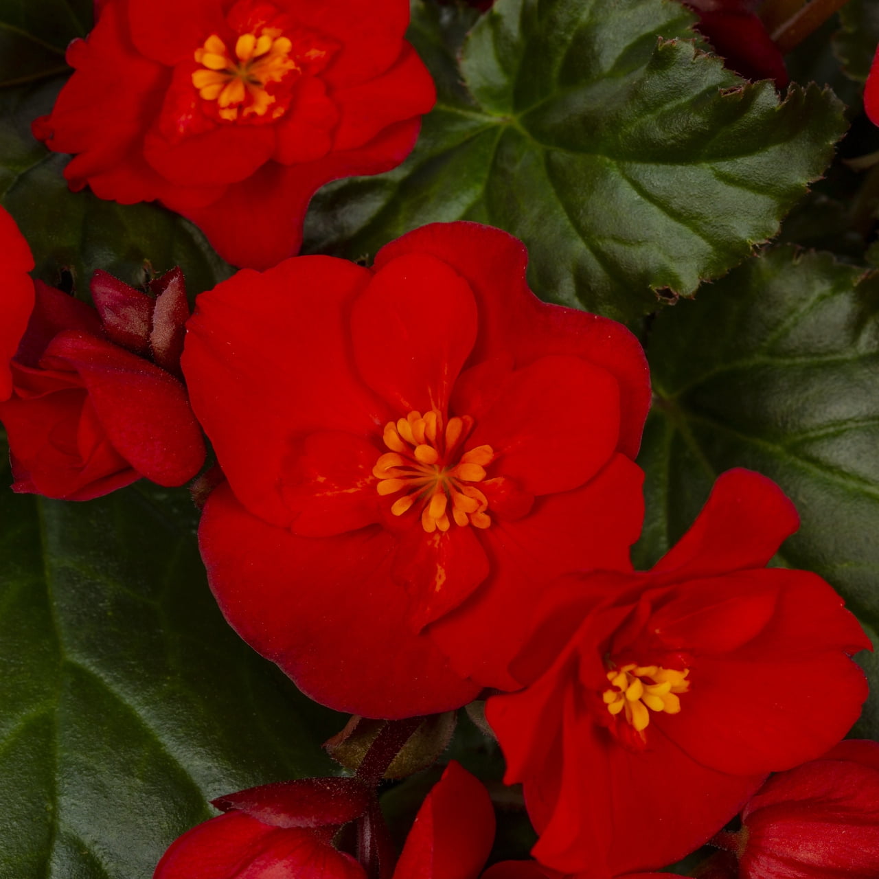 Expert Gardener 1.5gal Red Begonia Live Annual Plant Decorative Pot Sun