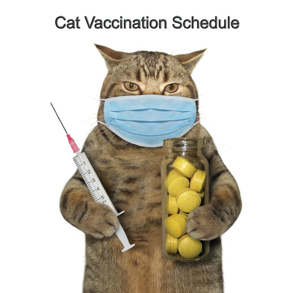 Cat Vaccination Schedule: Cat Kitten Vaccination Veterinary Log Book