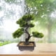 thumbnail image 4 of WORGEOUS Artificial Bonsai Pine Tree Faux Faux en maceta Display de escritorio de la planta, 4 of 8