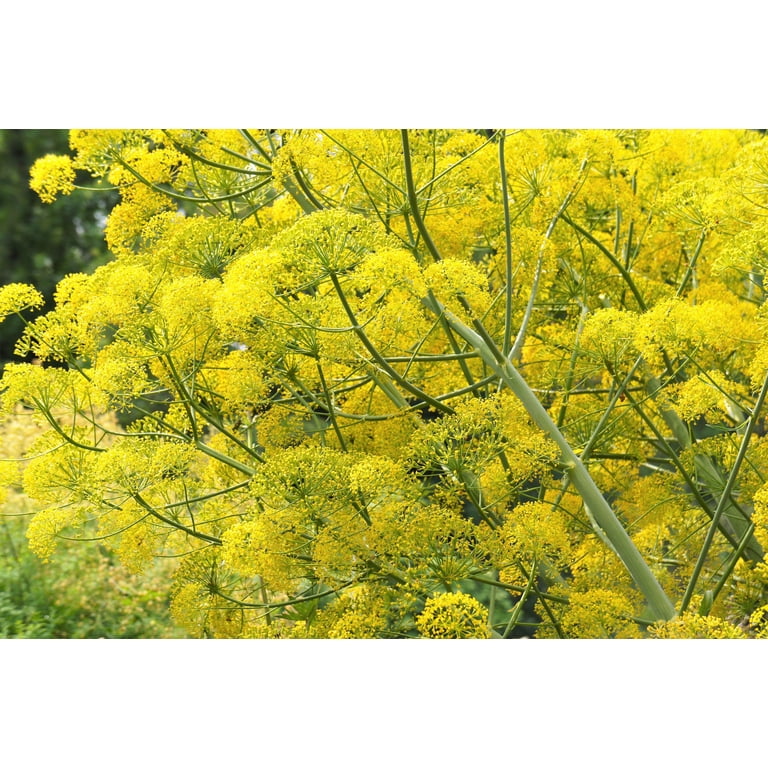 olivenbaum zierpflanze 2x Olivenbaum 80–100 cm Olea europaea – Echter Olivenbaum, Mediterrane –  Blumen-Senf® main image 1