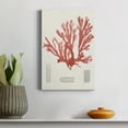 thumbnail image 4 of Vintage Coral Study IV Premium Gallery Wrapped Canvas - Ready to Hang, 4 of 7