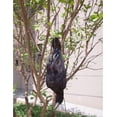 thumbnail image 5 of 17 inch Realistic Hanging Dead Crows Decoy Lifesize Extra Large Black Feathered Crow, 5 of 5