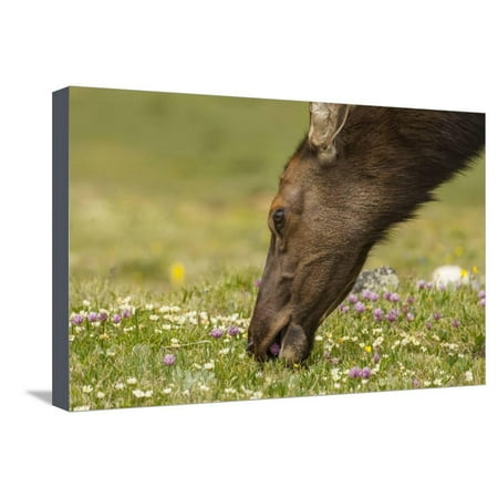 USA, Colorado, Rocky Mountain National Park. Elk Cow Eating Flowers Stretched Canvas Print Wall Art By Jaynes