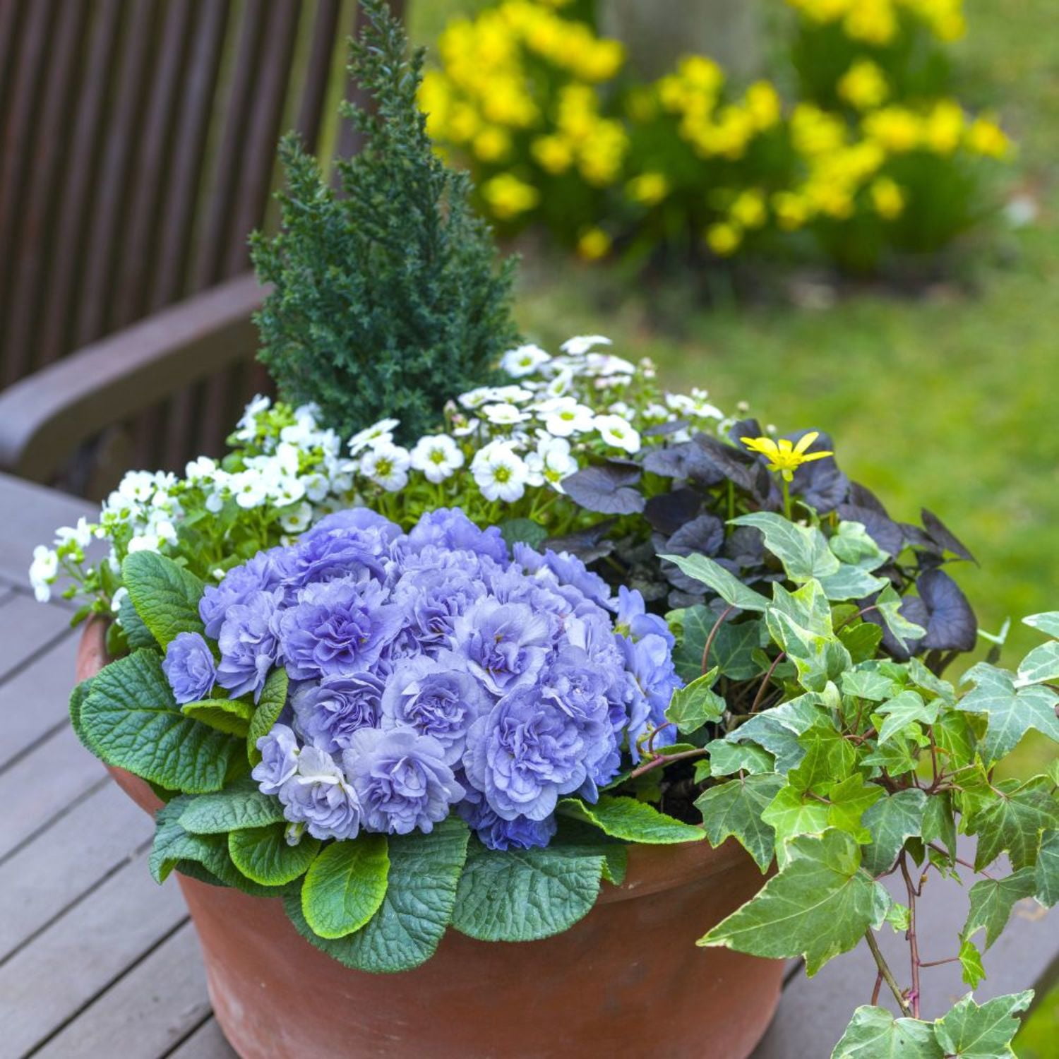 Proven Winners 6" Bouquet Perfect 'Watercolour Blue' Primrose Live Plant in 6.5" Pot