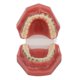 thumbnail image 5 of Modelo de demostración de ortodoncia dental Modelo de dientes con alambres de metal y soporte para enseñanza y aprendizaje, 5 of 15