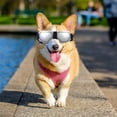 thumbnail image 4 of HEALEEP Lunettes Coupe-Vent pour Chiots pour Activités Extérieures Argent 1Ensemble Rentrée Scolaire, 4 of 8