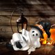 thumbnail image 2 of Figura Decorativa Fantasma Lindo Adornos Lectura Fantasmas, 2 of 9