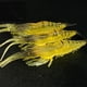 thumbnail image 5 of Soidarity 6 uds cebo en forma de camarón atractivo reutilizable Trolling Tackle cebos práctico pesca agua salada agua dulce lago corriente Pescar, 5 of 6