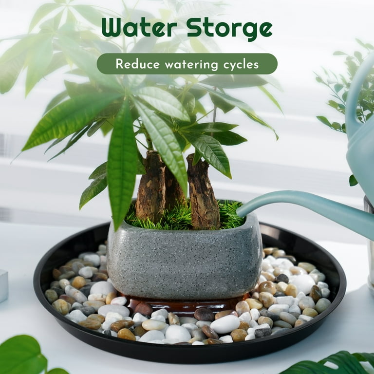 anthurium andraeanum price Gifting Duo