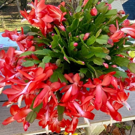 Red Christmas Cactus Plants Live, Thanksgiving Cactus Easter Cactus Live Plants, 4 Inch Pot, Holiday Blooms for Outdoor Spaces