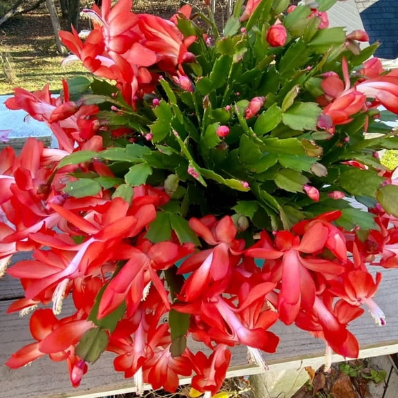 Red Christmas Cactus Plants Live, Thanksgiving Cactus Easter Cactus Live Plants, 4 Inch Pot, Holiday Blooms for Outdoor Spaces