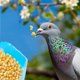 thumbnail image 3 of Comedero De Plástico Colgante Comedero Para Pájaros Vaso Para Agua Accesorios Para Pájaros Soporte Para Vasos Jaula Comedero Para Alféizar, 3 of 6