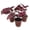 3 Plants, variant on Red Kiss Begonia - Live Starter in a 2 Inch Pot - Begonia Rex 'Red Kiss' - Extremely Rare and Beautiful Vining Indoor Houseplant - Air Purifying
